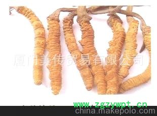 优质虫草 冬虫草 夏草冬虫