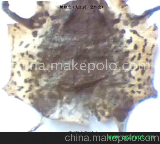 猫胎盘[ 衣胞]图3