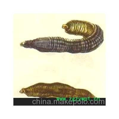 批发供应中药材中药饮片清水水蛭蚂蝗