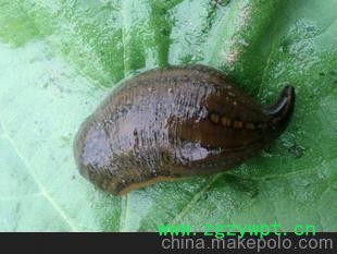 大量清水铁丝吊干优质水蛭