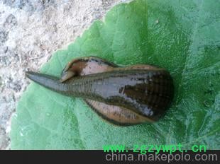 大量长期供应微山湖清水吊干水蛭