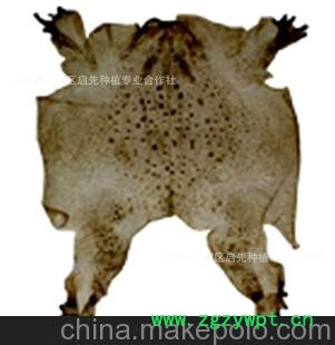 中药材批发 神奇蟾衣&mdash;&mdash;癌症克星