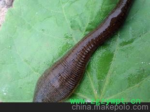 供大量优质宽体金线蛭