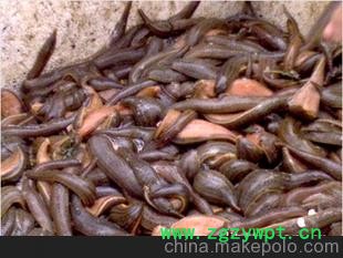 水蛭购销蚂蝗购销