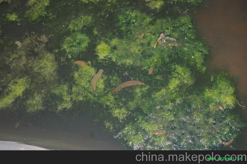 水蛭 蚂蝗（鲜货）