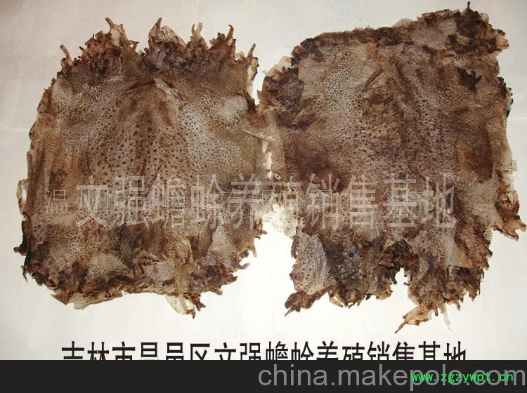 大量天然蟾衣.干水蛭(图)-蟾衣