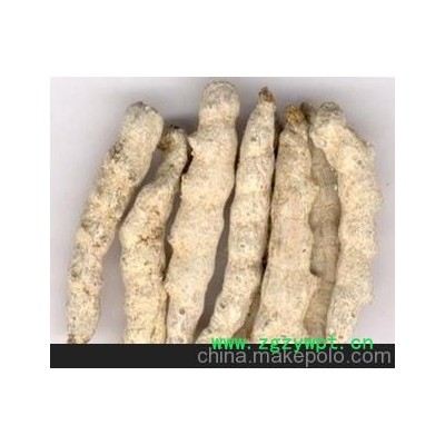 僵虫，死蚕，原产地大量供货