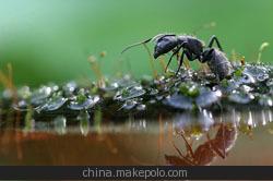 升力元胶囊--保健养身--平衡营养--吃了都说好--图2