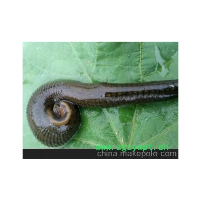 长期供应各种规格水蛭