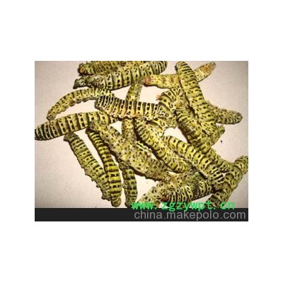 药用昆虫药用茴香虫药用茴香虫干虫