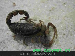 养殖场厂家直销商品蝎图3