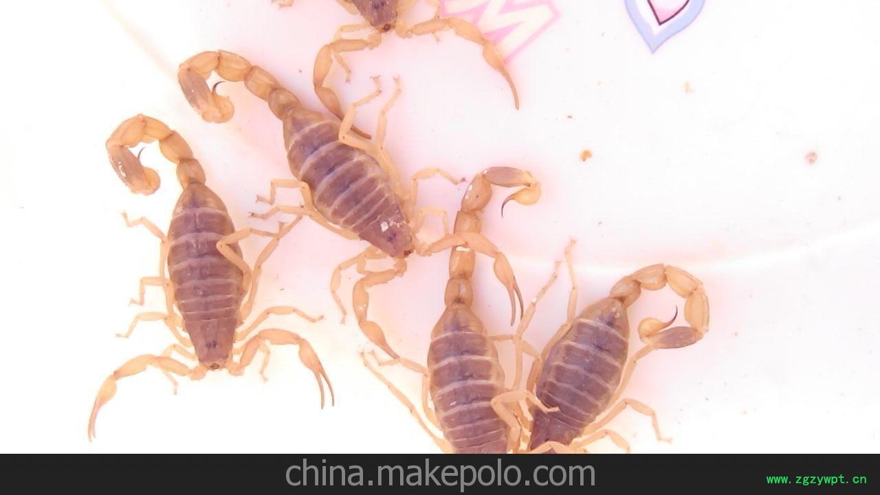 大量供应蝎子图3