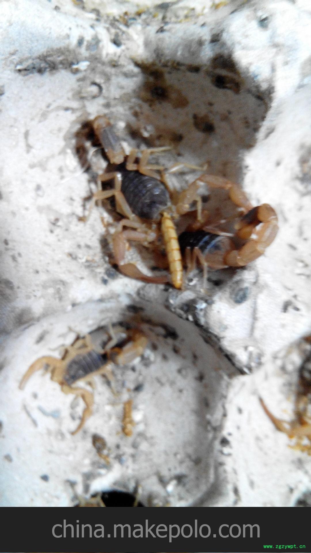 大量供应蝎子图2