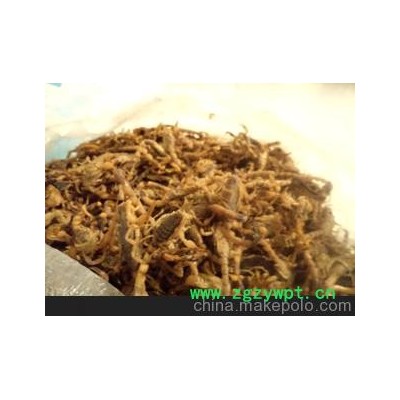 种蝎、活蝎、冻蝎彩玲养殖厂家直销