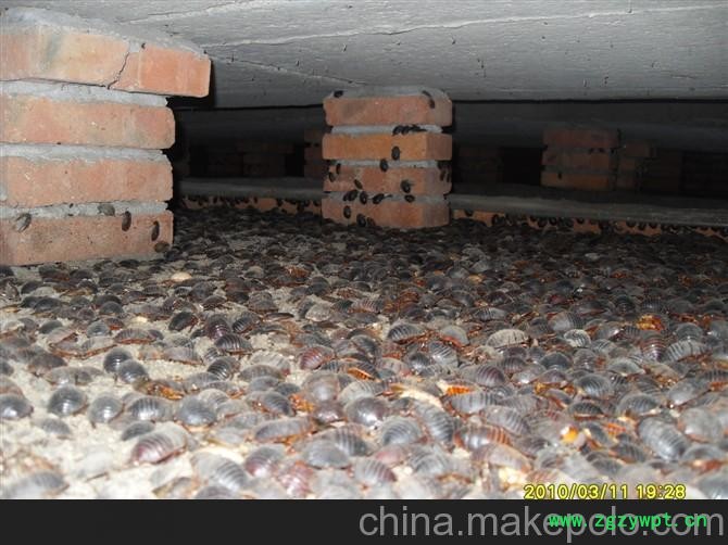 建德富阳临安桐庐淳安宁波余姚土元养殖图3