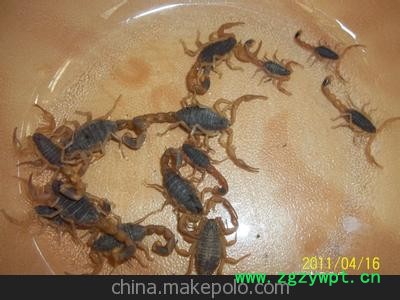 蝎子 冻蝎 干蝎 全国销售图2
