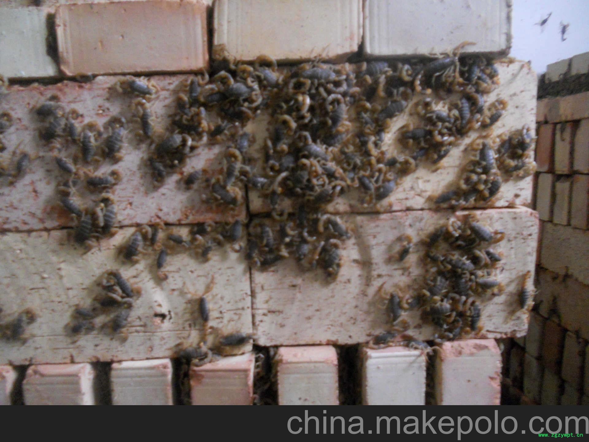 厂家大供应中药材蝎子全蝎活蝎子冻蝎图3