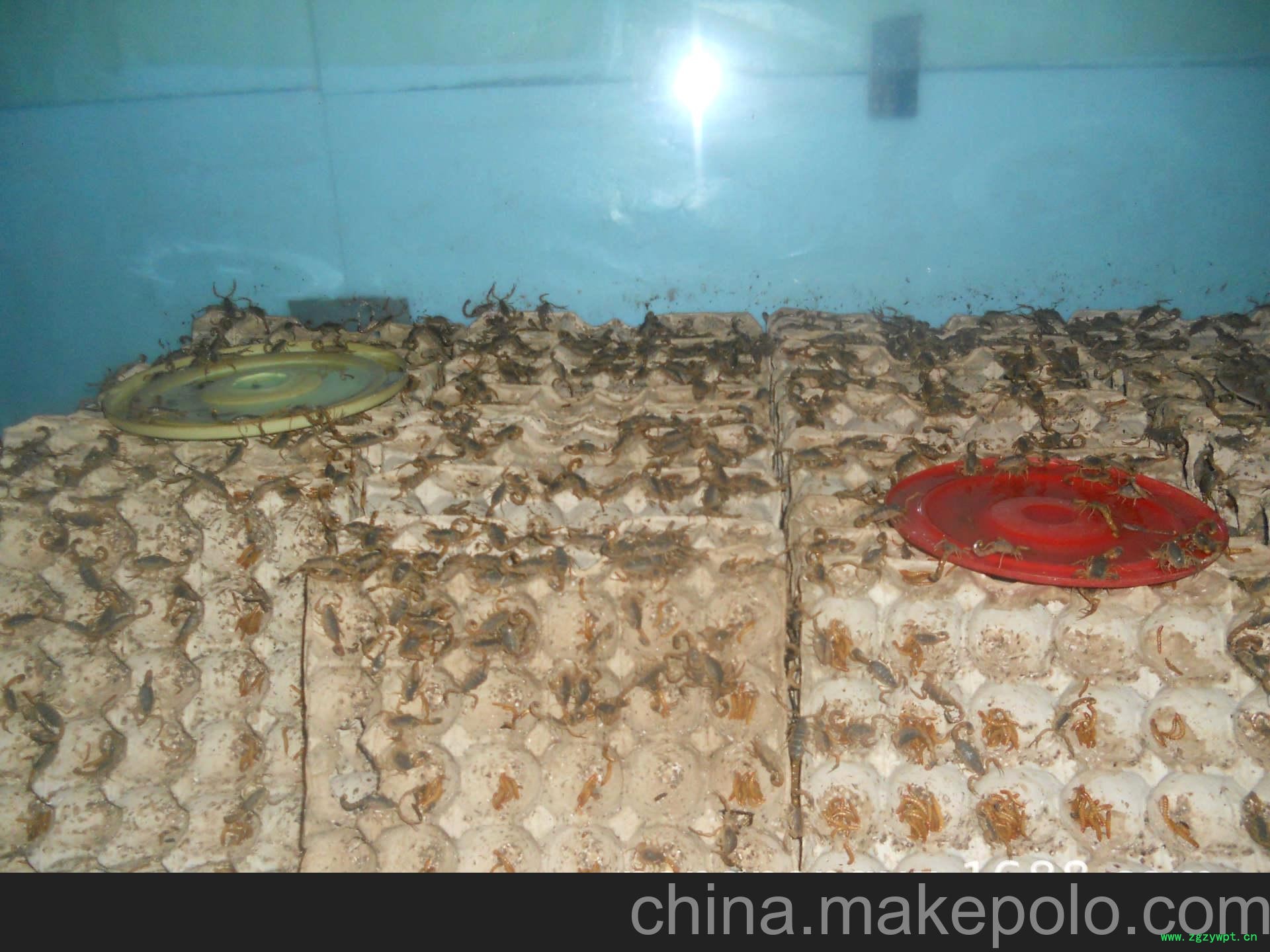 销售种蝎 成活率高 欢迎采购图3