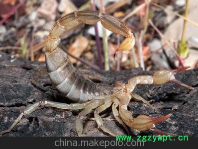 提供的蝎子，可供全国客户选购，欢迎新老客户洽谈图3