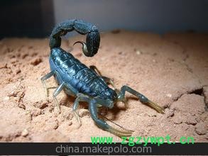 提供的蝎子，可供全国客户选购，欢迎新老客户洽谈图2