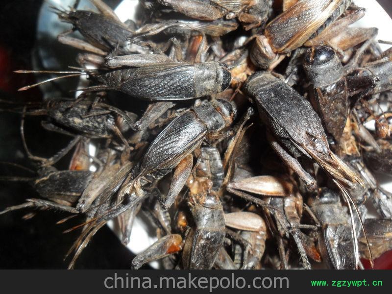 供应优药用。食用。微波干燥蟋蟀图2