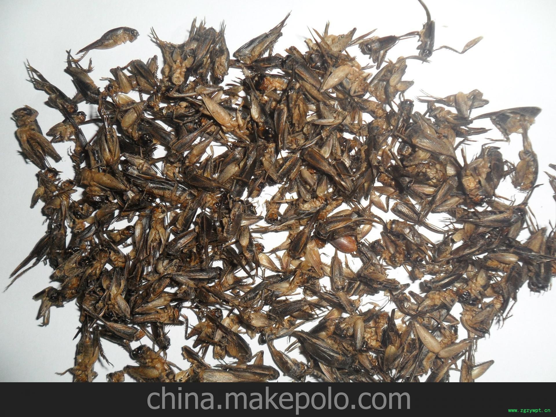 供应优药用。食用。微波干燥蟋蟀图3