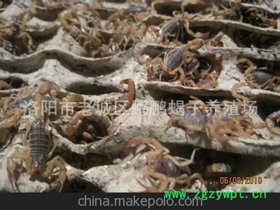 鹏鹏蝎业长年供应商品大毋蝎图3