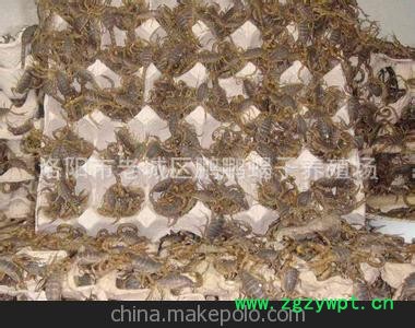 鹏鹏蝎业长年供应商品大毋蝎图2