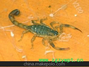 常年供应活蝎子产地直销量大从优图2