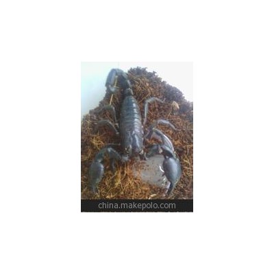 常年供应活蝎子产地直销量大从优