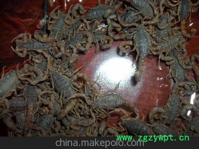 常年供应全蝎，全虫，蝎子图3
