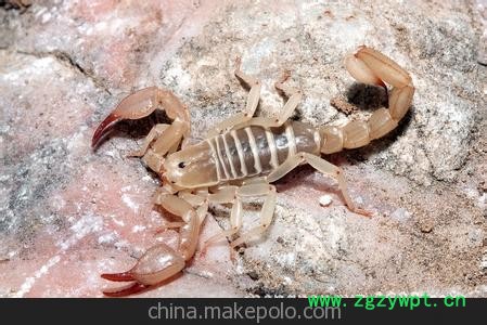 常年供应全蝎，全虫，蝎子图2