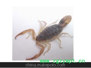 低价销售蝎子 蝎子 蝎子通货图3