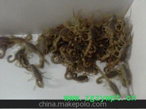 全虫喂养蝎子 大个蝎子 信用蝎子图2