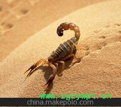 低价销售蝎子 全蝎 欢迎咨询图2