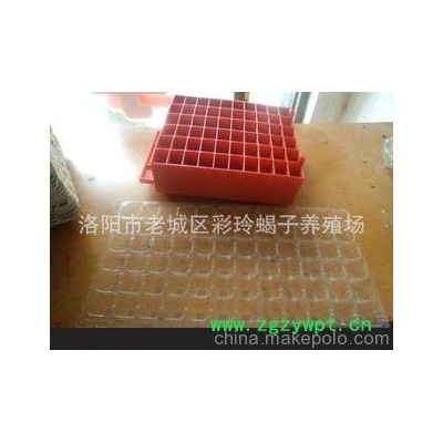 种蝎、活蝎、冻蝎、干蝎、等动物原药材-彩玲养殖厂家直销