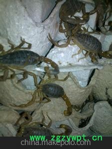 中药材批发 全蝎 蝎子图3