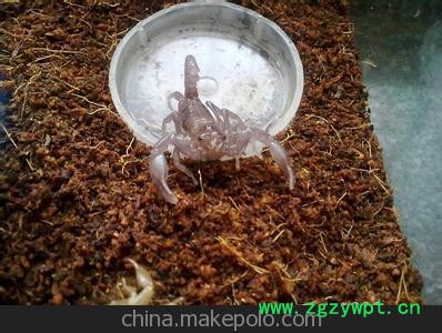 供应各种蝎子 干蝎子 冻蝎子图3