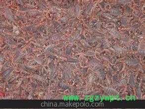 大量批发干品蝎子图3