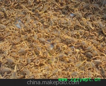 大量批发干品蝎子图2