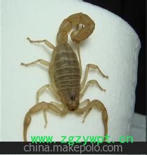 活蝎 蝎子养殖 收购蝎子图3