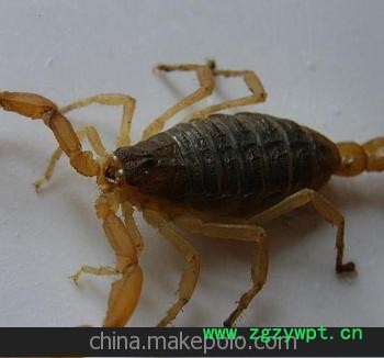 活蝎 蝎子养殖 收购蝎子图2