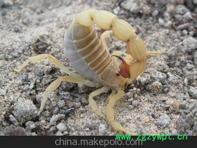 大量供应蝎子活蝎子蝎子/中药材蝎子批发图2