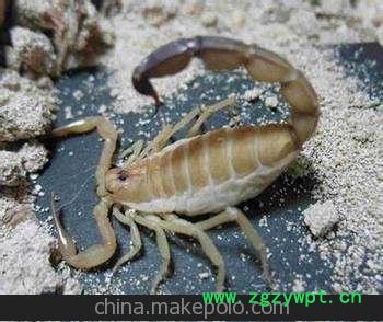 大量供应蝎子活蝎子蝎子/中药材蝎子批发图3