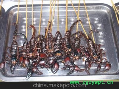 大量销售各种蝎子图2