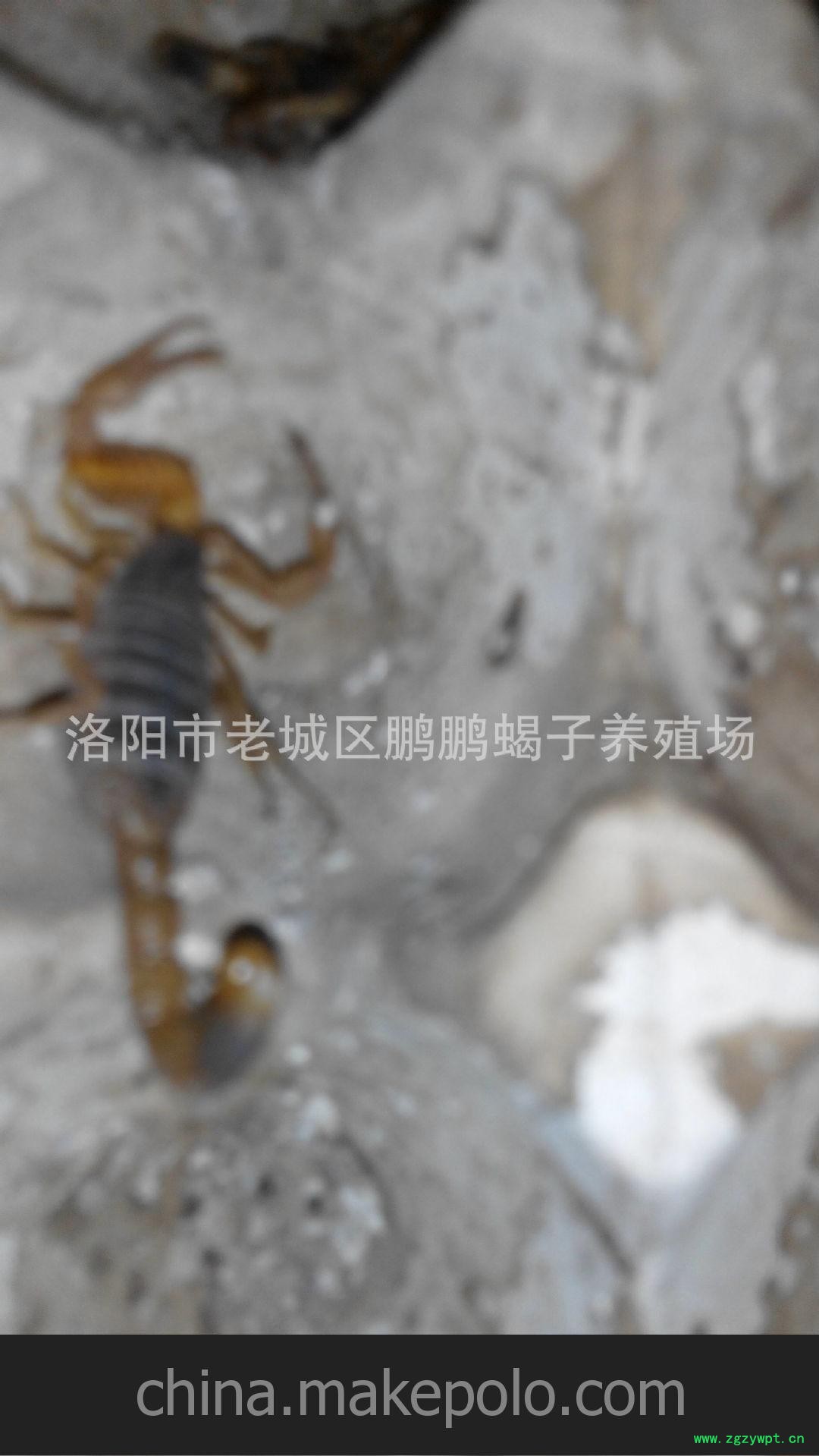 蝎子可以食药两用，自古至今深受人们的喜图2