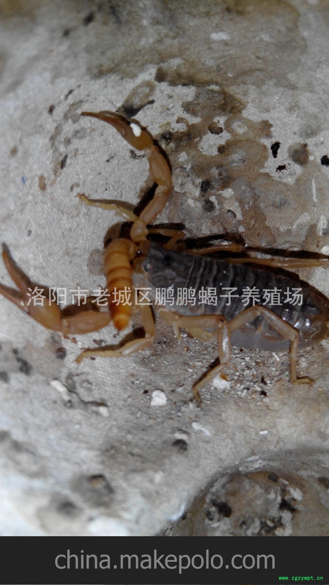 蝎子可以食药两用，自古至今深受人们的喜图3