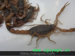 蝎子批发基地、批发活蝎子、干蝎子图3
