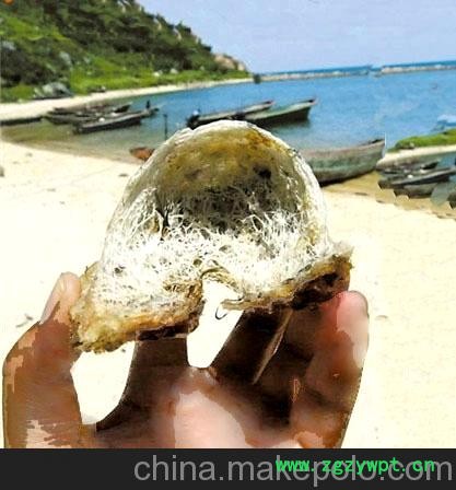 印尼燕窝、无任何加工的自然能燕窝、纯燕窝图5