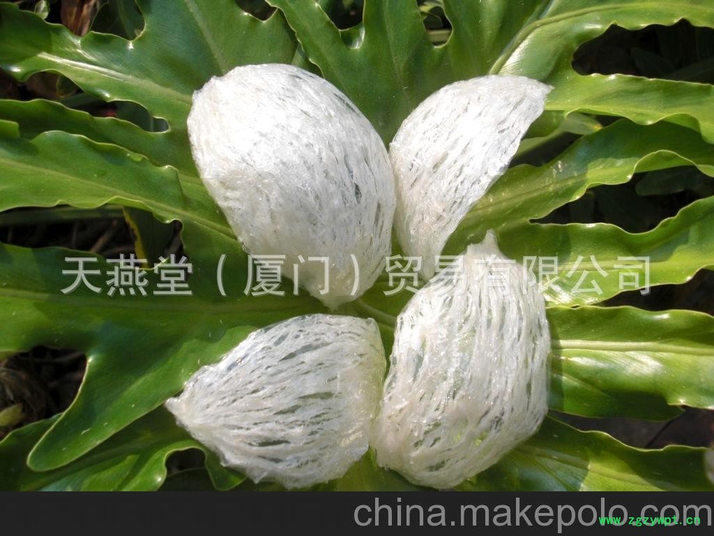 广西燕窝批发 燕窝批发 燕窝技术培训图5